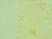 Pilatobius iltisi image