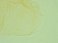 Pilatobius iltisi image