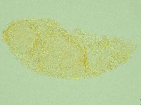 Pilatobius iltisi image