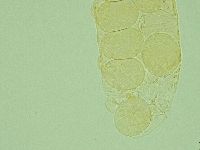 Pilatobius iltisi image