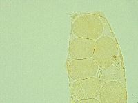 Pilatobius iltisi image