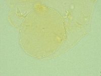 Pilatobius iltisi image