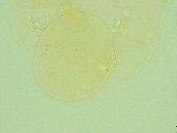 Pilatobius iltisi image