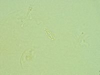 Pilatobius iltisi image