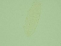Pilatobius iltisi image