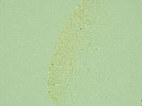 Pilatobius iltisi image