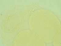 Pilatobius iltisi image