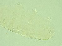 Pilatobius iltisi image