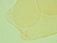 Pilatobius iltisi image