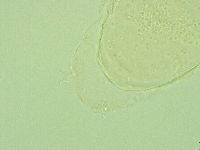 Pilatobius iltisi image