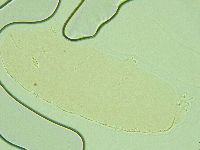 Pilatobius iltisi image