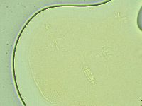 Pilatobius iltisi image