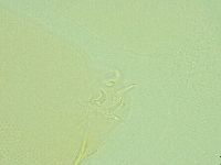 Pilatobius iltisi image