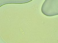 Pilatobius iltisi image