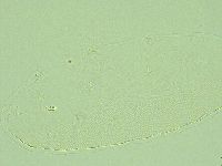 Pilatobius iltisi image