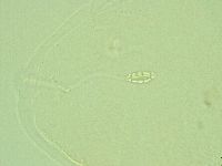 Pilatobius iltisi image