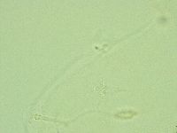 Pilatobius iltisi image