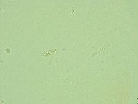 Pilatobius iltisi image