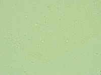 Pilatobius iltisi image