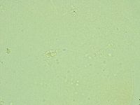 Pilatobius iltisi image