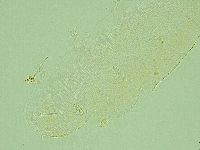 Pilatobius iltisi image