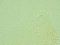 Pilatobius iltisi image