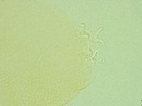 Pilatobius iltisi image