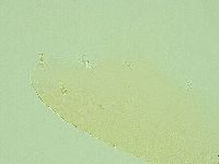 Pilatobius iltisi image