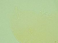 Pilatobius iltisi image