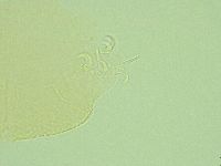 Pilatobius iltisi image