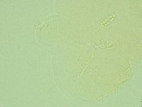 Pilatobius iltisi image