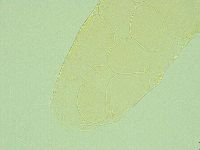 Pilatobius iltisi image