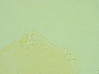 Pilatobius iltisi image