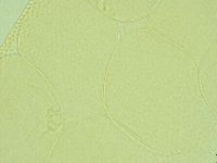 Pilatobius iltisi image