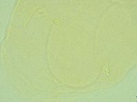 Pilatobius iltisi image