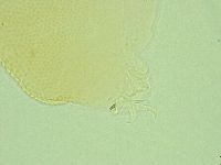 Pilatobius iltisi image