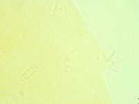 Pilatobius iltisi image