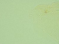 Pilatobius iltisi image