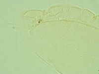 Pilatobius iltisi image