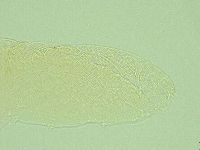 Pilatobius iltisi image