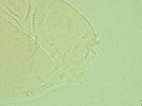 Pilatobius iltisi image