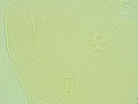 Pilatobius iltisi image