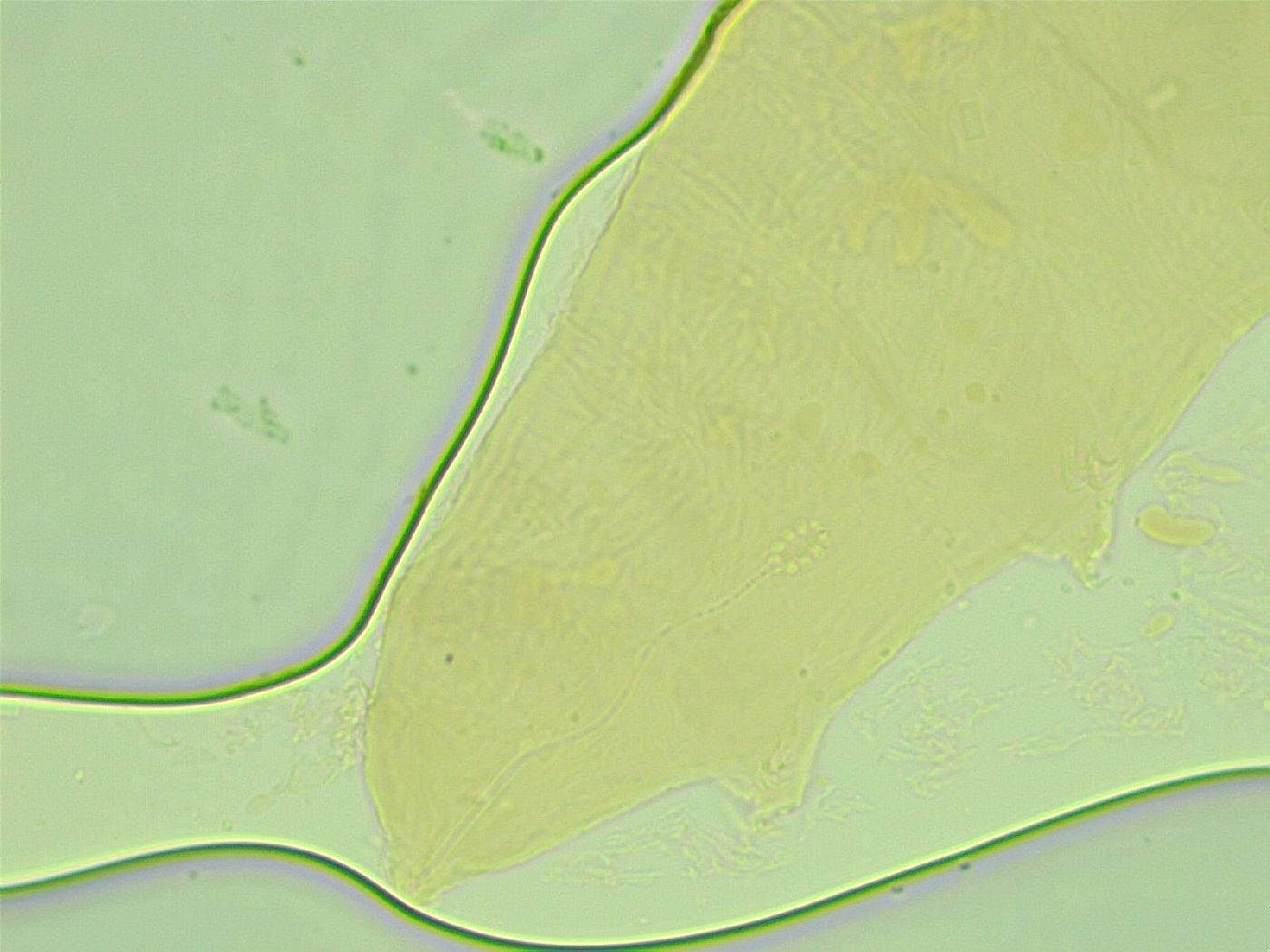 Diphascon alpinum image