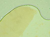 Diphascon alpinum image