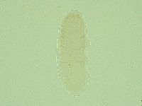 Diphascon alpinum image