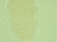Diphascon alpinum image