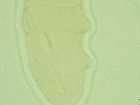 Diphascon alpinum image