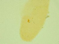 Diphascon alpinum image