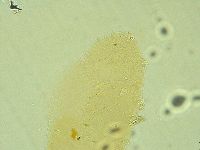 Diphascon alpinum image