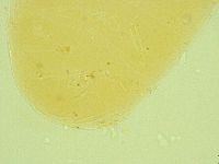 Diphascon alpinum image